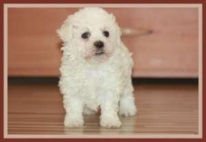 Bichon Bolognese de la crescator