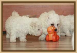 Bichon Bolognese de la crescator