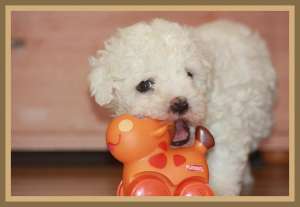 Bichon Bolognese de la crescator