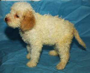 Pui Lagotto