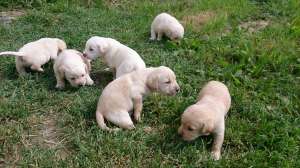 Vand pui Labrador Retriver