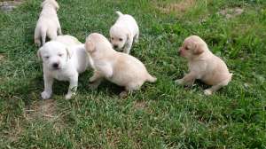 Vand pui Labrador Retriver