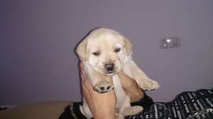 Vand pui Labrador Retriver