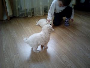 Vand pui caniche