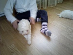 Vand pui caniche