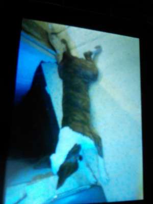 Ofer mascul bull terrier pentru monta