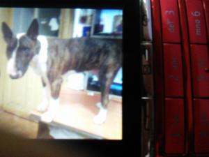 Ofer mascul bull terrier pentru monta