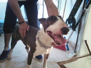 Ofer mascul bull terrier pentru monta
