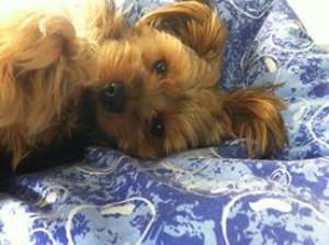 Ofer pt monta mascul Yorkshire Terrier