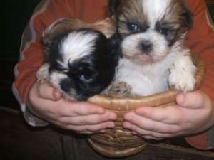 bichon havanese de vanzare