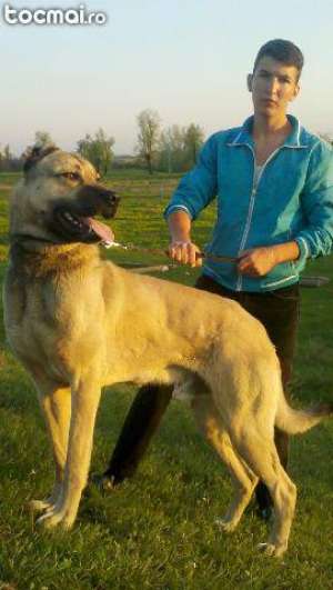 kangal ,  marele ciobanesc turcesc.