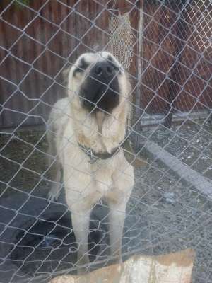 kangal ,  marele ciobanesc turcesc.
