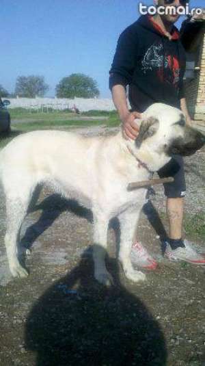 kangal ,  marele ciobanesc turcesc.