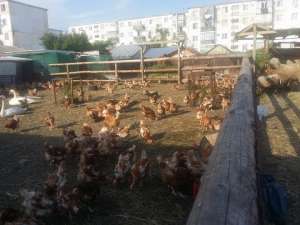 gaini ouatoare mixte rosii