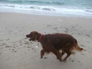 imperechere setter irlandez