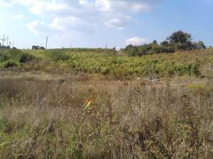 Vindem 12.150 mp. vie nobila si pasune ^n municipul Iasi,  zona sos. Bucium nr. 96 � 98,  ^n cea mai