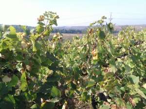 Vindem 12.150 mp. vie nobila si pasune ^n municipul Iasi,  zona sos. Bucium nr. 96 � 98,  ^n cea mai