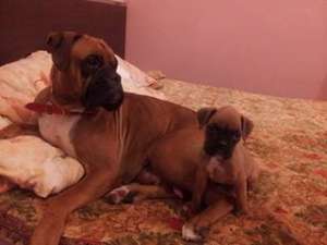 Vand pui Boxer
