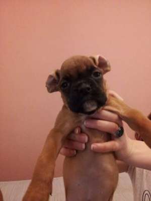 Vand pui Boxer
