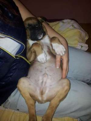 Vand pui Boxer