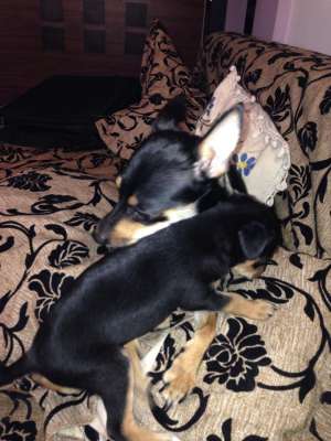 vand Pinscher