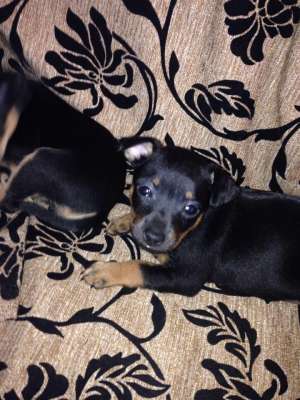 vand Pinscher