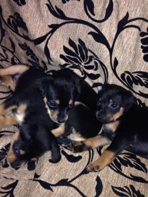 vand Pinscher