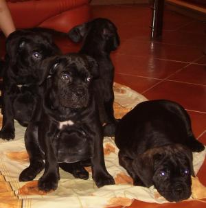Cane Corso USA