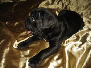 Cane Corso USA