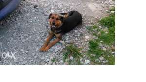 donez caine rotweiler metis 5ani