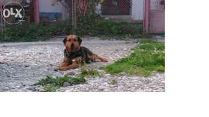 donez caine rotweiler metis 5ani