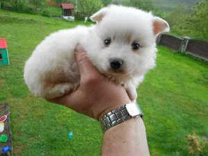 spitz pitic de vanzare