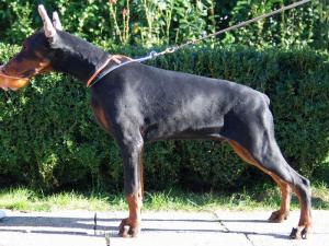 Pui dobermann din monte de exceptie