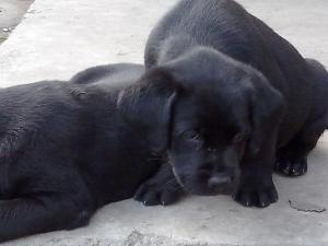 Catei labrador