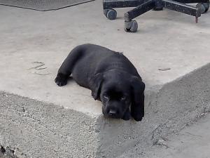 Catei labrador