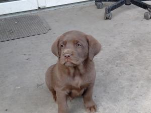 Catei labrador