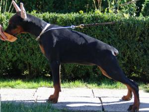 Pui dobermann din monte de exceptie