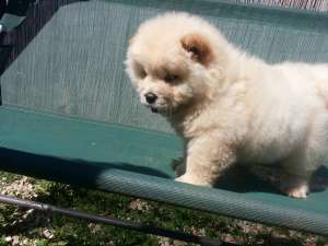 PUI CHOW-CHOW ALBI,       SUPERCALITATE