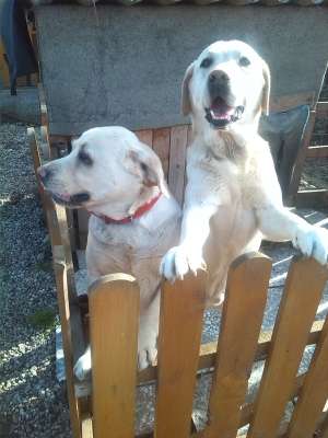 Vand Labrador