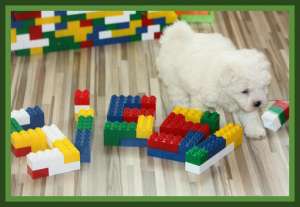 Bichon Bolognese