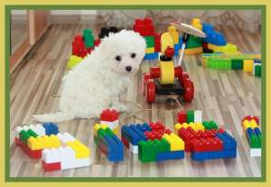 Bichon Bolognese