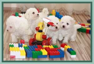Bichon Bolognese