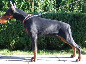 Pui dobermann din monte de exceptie