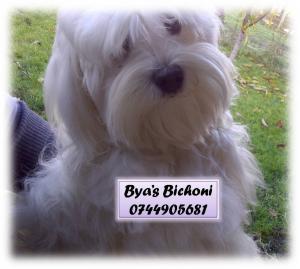 bichoni maltese toy albi impecabili 600 lei