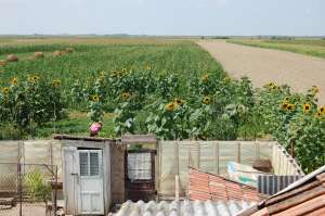 Vand casa noua masiva parter cu mansarda