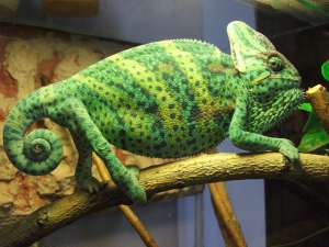 Vand cameleon mascul calyptratus