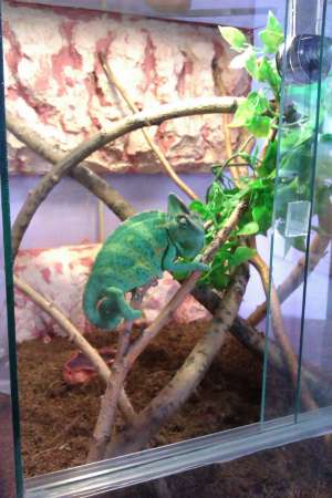 Vand cameleon mascul calyptratus
