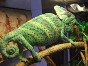 Vand cameleon mascul calyptratus