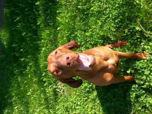 MONTA VIZSLA MAGHIAR