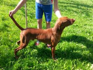 MONTA VIZSLA MAGHIAR